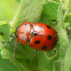 Gonioctena fornicata Gonioctena fornicata